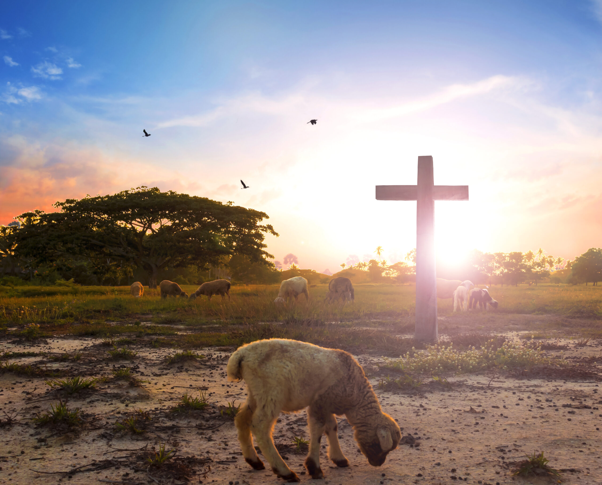 Passover And How Jesus The Lamb Of God Is Its Fulfilment Pollards 